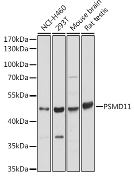 PSMD11 Polyclonal Antibody (E-AB-91109)