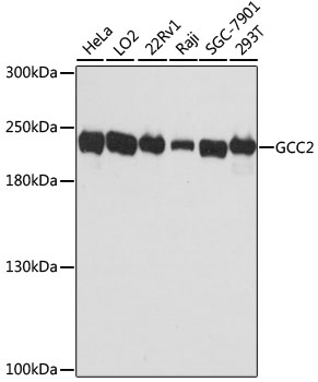GCC2 Polyclonal Antibody (E-AB-64832)