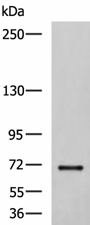 PREPL Polyclonal Antibody (E-AB-53107)