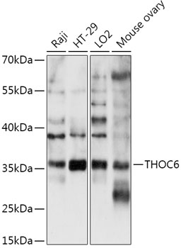 THOC6 Polyclonal Antibody (E-AB-91901)