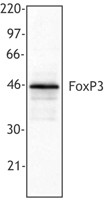 Purified anti-human FOXP3 Antibody (320101)