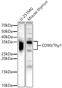 THY1 Polyclonal Antibody (E-AB-68345)