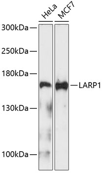 LARP1 Polyclonal Antibody (E-AB-65483)