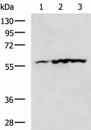 CAMK2G Polyclonal Antibody (E-AB-17765)