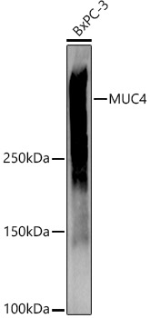 MUC4 Polyclonal Antibody (E-AB-91656)