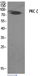 PKC zeta Polyclonal Antibody (E-AB-32609)