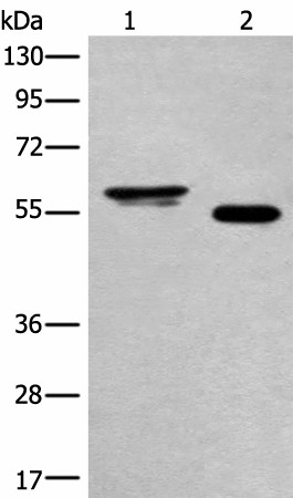 HAS3 Polyclonal Antibody (E-AB-18670)