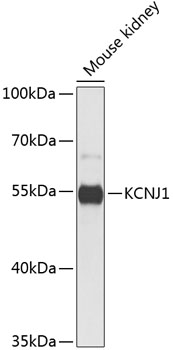 KCNJ1 Polyclonal Antibody (E-AB-65587)