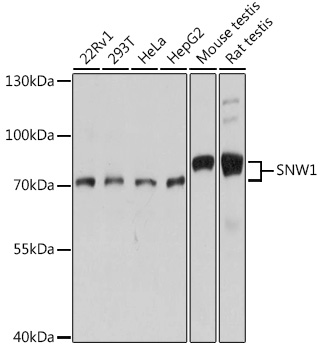 SNW1 Polyclonal Antibody (E-AB-66311)