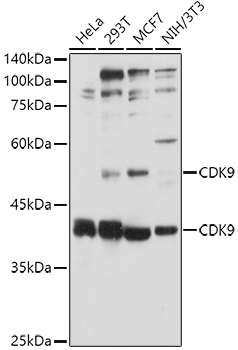 CDK9 Polyclonal Antibody (E-AB-91227)