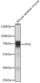 JPH1 Polyclonal Antibody (E-AB-92064)