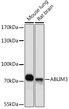 ABLIM3 Polyclonal Antibody (E-AB-91847)
