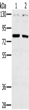 CD44 Polyclonal Antibody (E-AB-15172)