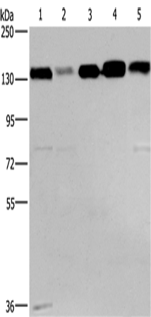 CEP97 Polyclonal Antibody (E-AB-14866)