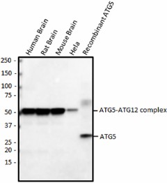 Purified anti-ATG5 Antibody (847401)