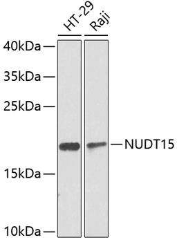 NUDT15 Polyclonal Antibody (E-AB-62476)