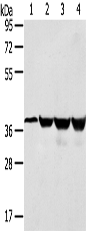HMOX2 Polyclonal Antibody (E-AB-10367)