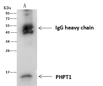 Recombinant PHPT1 Monoclonal Antibody (AN300256P)