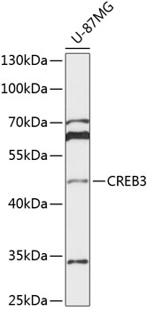 CREB3 Polyclonal Antibody (E-AB-66105)
