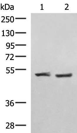 RRP8 Polyclonal Antibody (E-AB-19047)