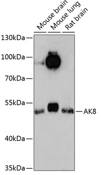 AK8 Polyclonal Antibody (E-AB-90668)