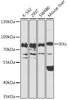 IKBKE Polyclonal Antibody (E-AB-64924)