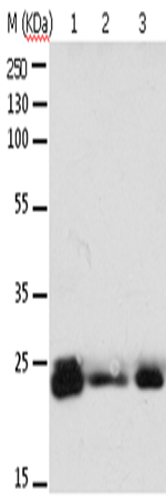 RAB6A Polyclonal Antibody (E-AB-12261)