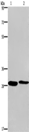 CPSF4 Polyclonal Antibody (E-AB-14891)