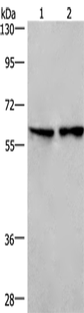CD244 Polyclonal Antibody (E-AB-11054)