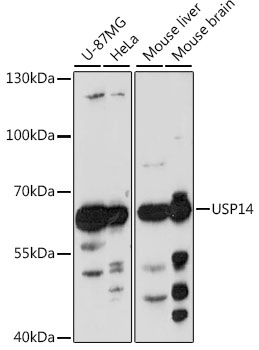 USP14 Polyclonal Antibody (E-AB-91602)
