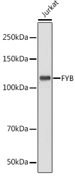 FYB Polyclonal Antibody (E-AB-91397)
