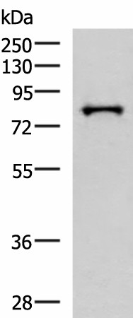 PRPF3 Polyclonal Antibody (E-AB-18857)