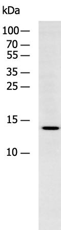 H2AFJ Polyclonal Antibody (E-AB-19114)