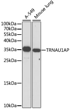 TRNAU1AP Polyclonal Antibody (E-AB-65327)