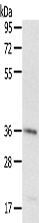 PDLIM4 Polyclonal Antibody (E-AB-11541)