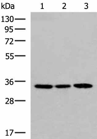 SOX2 Polyclonal Antibody (E-AB-18159)