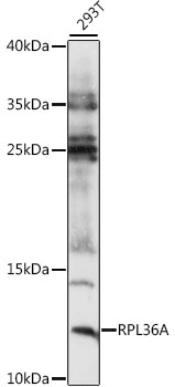 RPL36A Polyclonal Antibody (E-AB-91258)