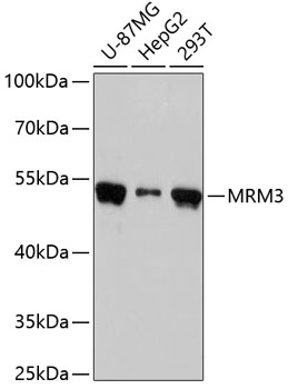 MRM3 Polyclonal Antibody (E-AB-65498)