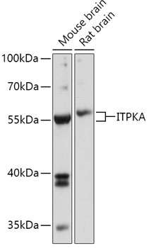 ITPKA Polyclonal Antibody (E-AB-91797)