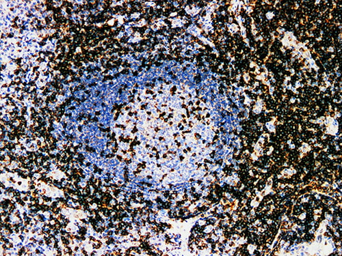 CD2 Monoclonal Antibody (ELAB6694-M)