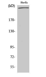 FLNA Polyclonal Antibody (E-AB-31433)