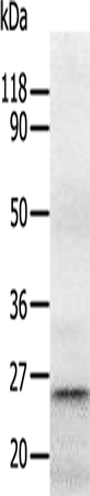 RAB5A Polyclonal Antibody (E-AB-15485)