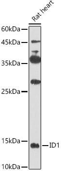 ID1 Polyclonal Antibody (E-AB-92867)