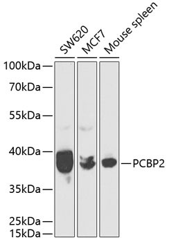 PCBP2 Polyclonal Antibody (E-AB-60713)