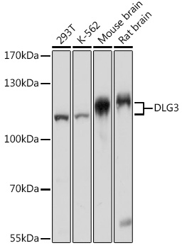 DLG3 Polyclonal Antibody (E-AB-91635)