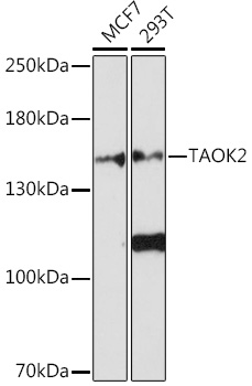 TAOK2 Polyclonal Antibody (E-AB-91686)