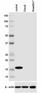Purified anti-CD247 (TCRζ, CD3ζ) Antibody (644101)