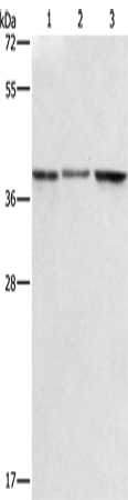 ZFP42 Polyclonal Antibody (E-AB-16185)