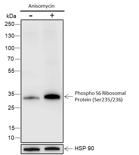 Recombinant Phospho-S6 Ribosomal Protein (Ser235, Ser236) Monoclonal Antibody (AN302091L)