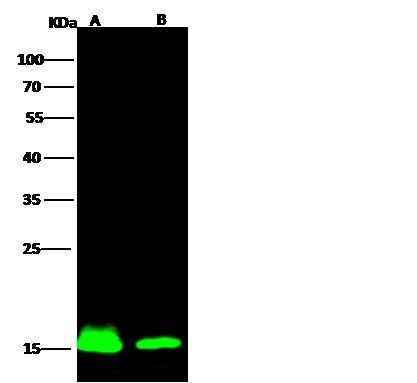 Recombinant IBA1/AIF1 Monoclonal Antibody (AN300449P)